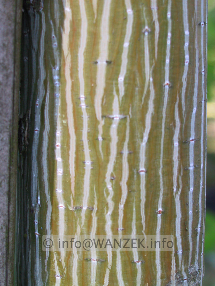 Acer davidii -Rinde.JPG